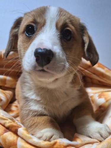 �~�b�N�X�̎q���iID:1230911327�j��2���ڂ̎ʐ^/�X�V��:2025-12-28