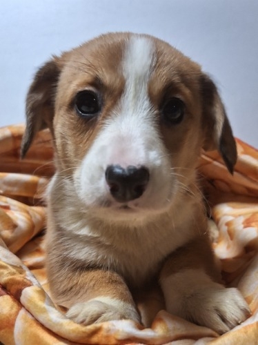 �~�b�N�X�̎q���iID:1230911327�j��3���ڂ̎ʐ^/�X�V��:2025-12-28