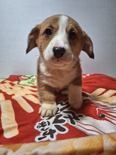 �~�b�N�X�̎q���iID:1230911327�j��4���ڂ̎ʐ^/�X�V��:2025-12-28