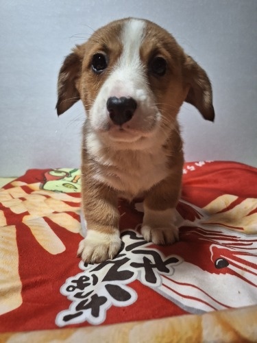 �~�b�N�X�̎q���iID:1230911327�j��5���ڂ̎ʐ^/�X�V��:2025-12-28