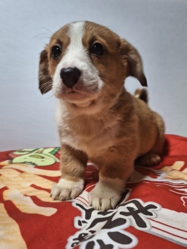 �~�b�N�X�̎q���iID:1230911327�j��6���ڂ̎ʐ^/�X�V��:2025-12-28