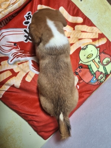 �~�b�N�X�̎q���iID:1230911327�j��8���ڂ̎ʐ^/�X�V��:2025-12-28