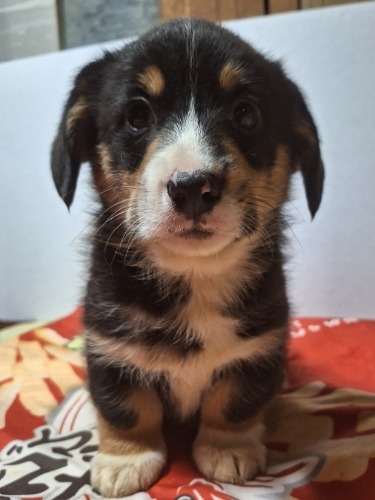 �~�b�N�X�̎q���iID:1230911328�j��1���ڂ̎ʐ^/�X�V��:2025-12-28