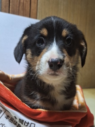 �~�b�N�X�̎q���iID:1230911328�j��2���ڂ̎ʐ^/�X�V��:2025-12-28