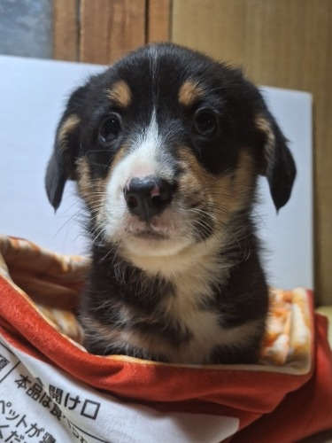 �~�b�N�X�̎q���iID:1230911328�j��3���ڂ̎ʐ^/�X�V��:2025-12-28