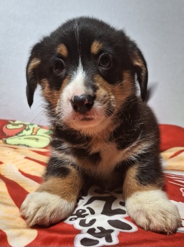 �~�b�N�X�̎q���iID:1230911328�j��4���ڂ̎ʐ^/�X�V��:2025-12-28