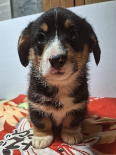 �~�b�N�X�̎q���iID:1230911328�j��5���ڂ̎ʐ^/�X�V��:2025-12-28