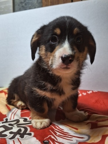 �~�b�N�X�̎q���iID:1230911328�j��6���ڂ̎ʐ^/�X�V��:2025-12-28