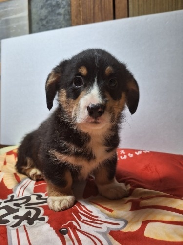 �~�b�N�X�̎q���iID:1230911328�j��7���ڂ̎ʐ^/�X�V��:2025-12-28