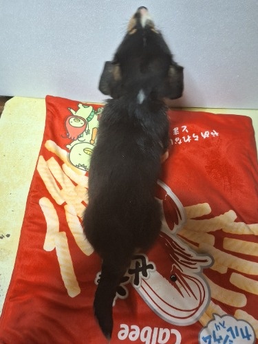 �~�b�N�X�̎q���iID:1230911328�j��8���ڂ̎ʐ^/�X�V��:2025-12-28