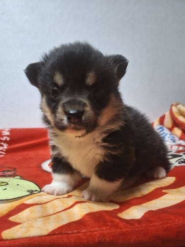 �E�F���V���E�R�[�M�[�E�y���u���[�N�̎q���iID:1230911329�j��1���ڂ̎ʐ^/�X�V��:2026-01-29