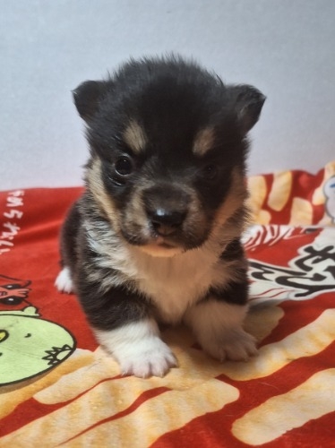 �E�F���V���E�R�[�M�[�E�y���u���[�N�̎q���iID:1230911329�j��2���ڂ̎ʐ^/�X�V��:2026-01-29