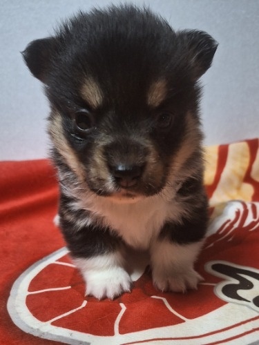 �E�F���V���E�R�[�M�[�E�y���u���[�N�̎q���iID:1230911329�j��3���ڂ̎ʐ^/�X�V��:2026-01-29