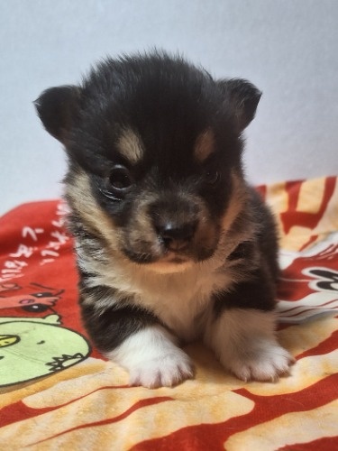 �E�F���V���E�R�[�M�[�E�y���u���[�N�̎q���iID:1230911329�j��4���ڂ̎ʐ^/�X�V��:2026-01-29