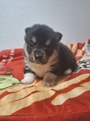 �E�F���V���E�R�[�M�[�E�y���u���[�N�̎q���iID:1230911329�j��5���ڂ̎ʐ^/�X�V��:2026-01-29