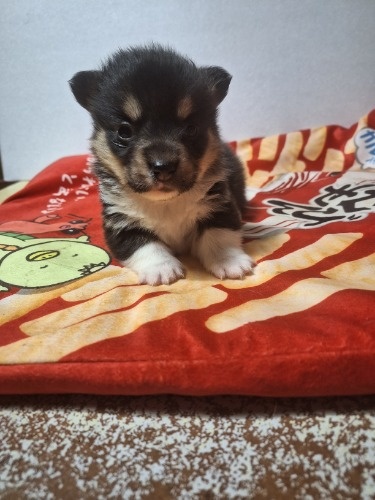 �E�F���V���E�R�[�M�[�E�y���u���[�N�̎q���iID:1230911329�j��6���ڂ̎ʐ^/�X�V��:2026-01-29