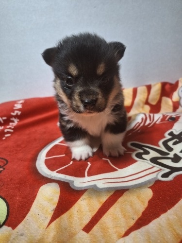 �E�F���V���E�R�[�M�[�E�y���u���[�N�̎q���iID:1230911329�j��7���ڂ̎ʐ^/�X�V��:2026-01-29