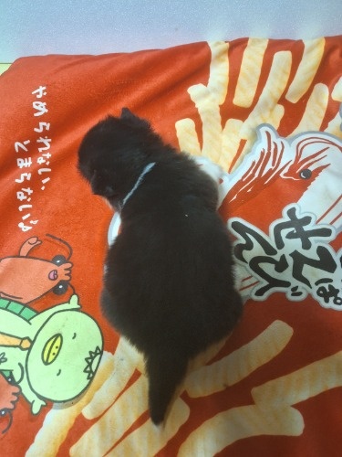 �E�F���V���E�R�[�M�[�E�y���u���[�N�̎q���iID:1230911329�j��8���ڂ̎ʐ^/�X�V��:2026-01-29