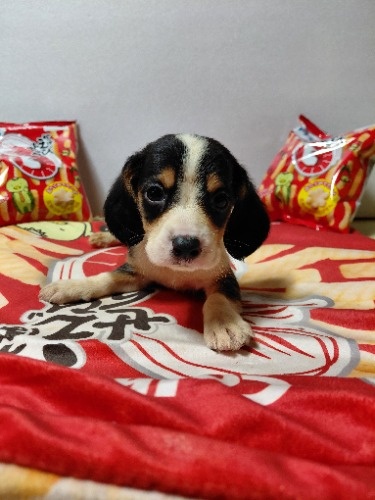 �~�b�N�X�̎q���iID:1230911330�j��1���ڂ̎ʐ^/�X�V��:2026-03-18