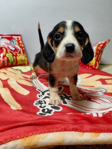 �~�b�N�X�̎q���iID:1230911330�j��2���ڂ̎ʐ^/�X�V��:2026-03-18