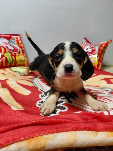 �~�b�N�X�̎q���iID:1230911330�j��3���ڂ̎ʐ^/�X�V��:2026-03-18