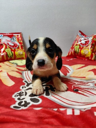 �~�b�N�X�̎q���iID:1230911330�j��5���ڂ̎ʐ^/�X�V��:2026-03-18