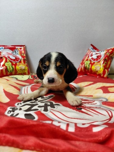 �~�b�N�X�̎q���iID:1230911330�j��6���ڂ̎ʐ^/�X�V��:2026-03-18