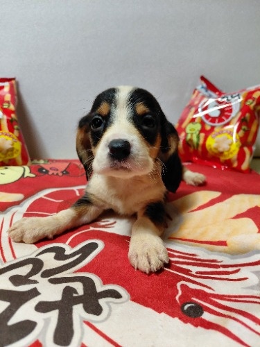 �~�b�N�X�̎q���iID:1230911330�j��7���ڂ̎ʐ^/�X�V��:2026-03-18