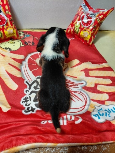 �~�b�N�X�̎q���iID:1230911330�j��8���ڂ̎ʐ^/�X�V��:2026-03-18