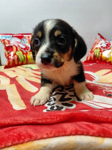 �~�b�N�X�̎q���iID:1230911331�j��1���ڂ̎ʐ^/�X�V��:2026-03-18