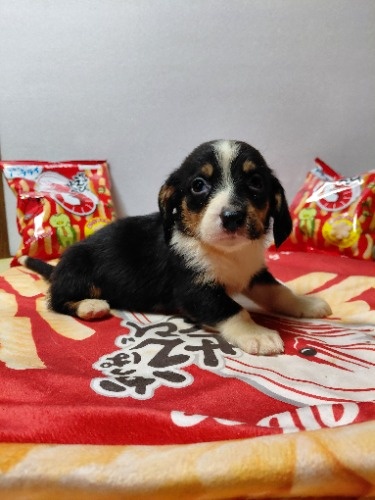 �~�b�N�X�̎q���iID:1230911331�j��2���ڂ̎ʐ^/�X�V��:2026-03-18