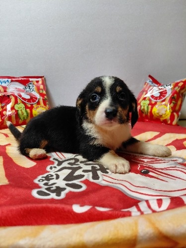 �~�b�N�X�̎q���iID:1230911331�j��3���ڂ̎ʐ^/�X�V��:2026-03-18