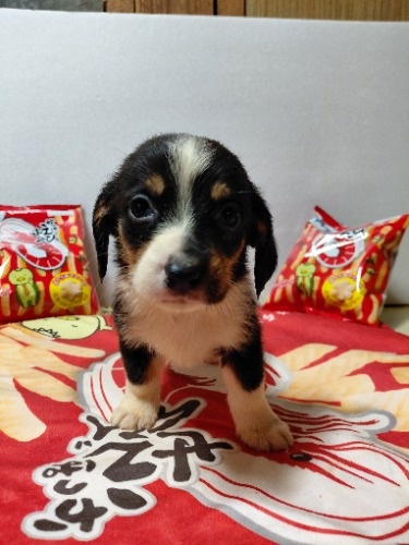 �~�b�N�X�̎q���iID:1230911331�j��4���ڂ̎ʐ^/�X�V��:2026-03-18