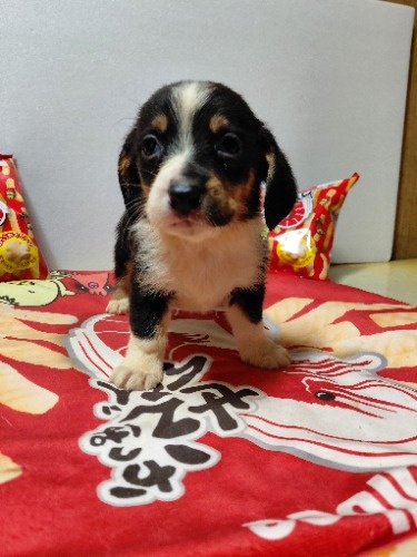 �~�b�N�X�̎q���iID:1230911331�j��5���ڂ̎ʐ^/�X�V��:2026-03-18