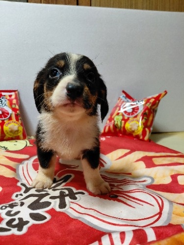 �~�b�N�X�̎q���iID:1230911331�j��6���ڂ̎ʐ^/�X�V��:2026-03-18