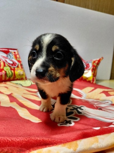 �~�b�N�X�̎q���iID:1230911331�j��7���ڂ̎ʐ^/�X�V��:2026-03-18