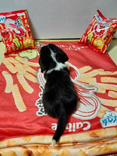 �~�b�N�X�̎q���iID:1230911331�j��8���ڂ̎ʐ^/�X�V��:2026-03-18