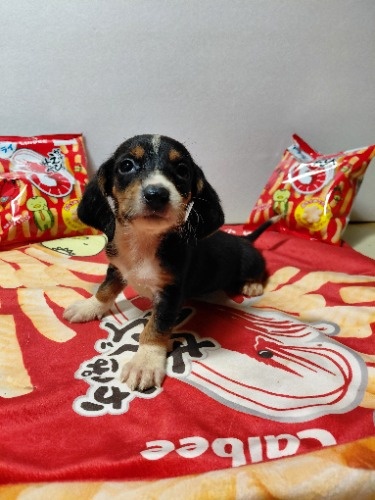 �~�b�N�X�̎q���iID:1230911332�j��2���ڂ̎ʐ^/�X�V��:2026-03-18