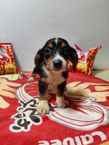 �~�b�N�X�̎q���iID:1230911332�j��3���ڂ̎ʐ^/�X�V��:2026-03-18