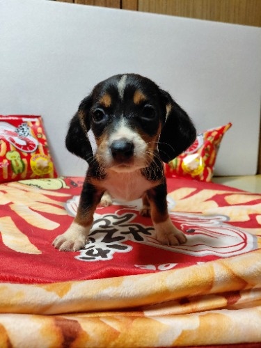 �~�b�N�X�̎q���iID:1230911332�j��4���ڂ̎ʐ^/�X�V��:2026-03-18