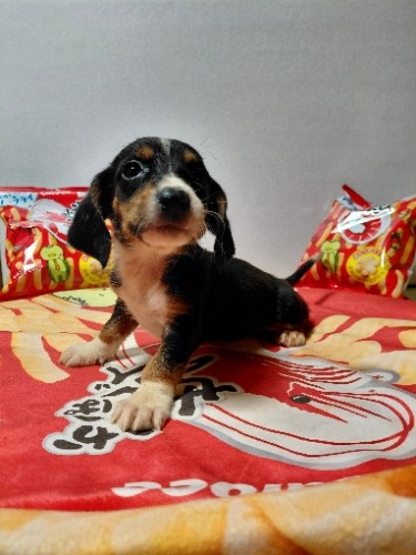 �~�b�N�X�̎q���iID:1230911332�j��5���ڂ̎ʐ^/�X�V��:2026-03-18