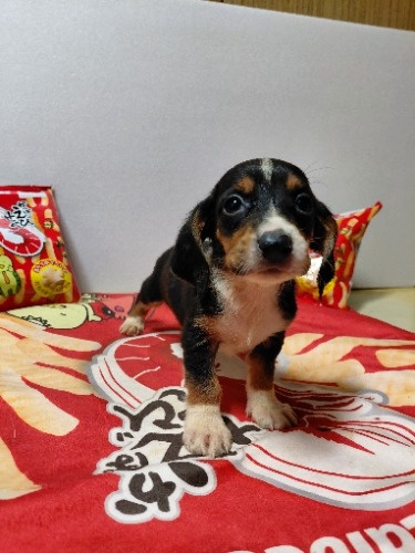 �~�b�N�X�̎q���iID:1230911332�j��6���ڂ̎ʐ^/�X�V��:2026-03-18