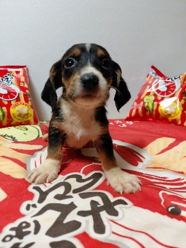 �~�b�N�X�̎q���iID:1230911332�j��7���ڂ̎ʐ^/�X�V��:2026-03-18