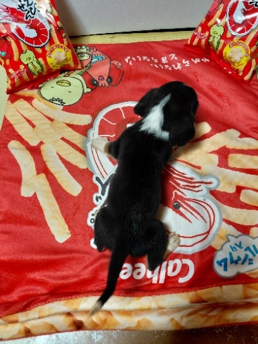 �~�b�N�X�̎q���iID:1230911332�j��8���ڂ̎ʐ^/�X�V��:2026-03-18