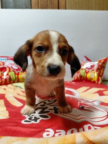 �~�b�N�X�̎q���iID:1230911333�j��1���ڂ̎ʐ^/�X�V��:2026-03-18