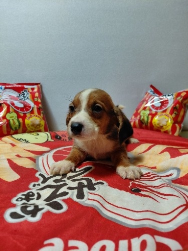 �~�b�N�X�̎q���iID:1230911333�j��3���ڂ̎ʐ^/�X�V��:2026-03-18