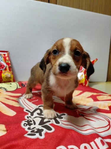 �~�b�N�X�̎q���iID:1230911333�j��4���ڂ̎ʐ^/�X�V��:2026-03-18