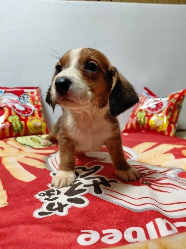 �~�b�N�X�̎q���iID:1230911333�j��5���ڂ̎ʐ^/�X�V��:2026-03-18