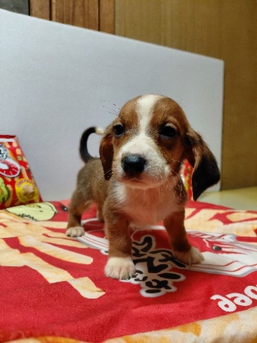 �~�b�N�X�̎q���iID:1230911333�j��6���ڂ̎ʐ^/�X�V��:2026-03-18