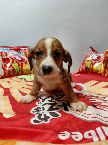 �~�b�N�X�̎q���iID:1230911333�j��7���ڂ̎ʐ^/�X�V��:2026-03-18